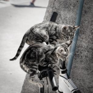 cats exploring